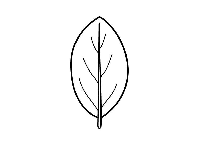 800x600 Ivy Clipart Leaves Outline