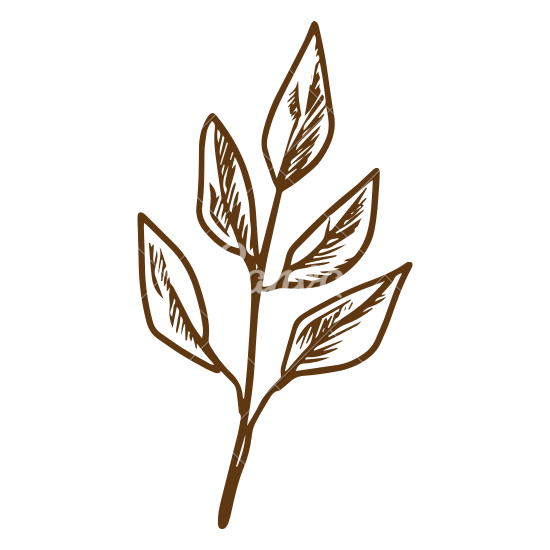 550x550 Leaves Outline