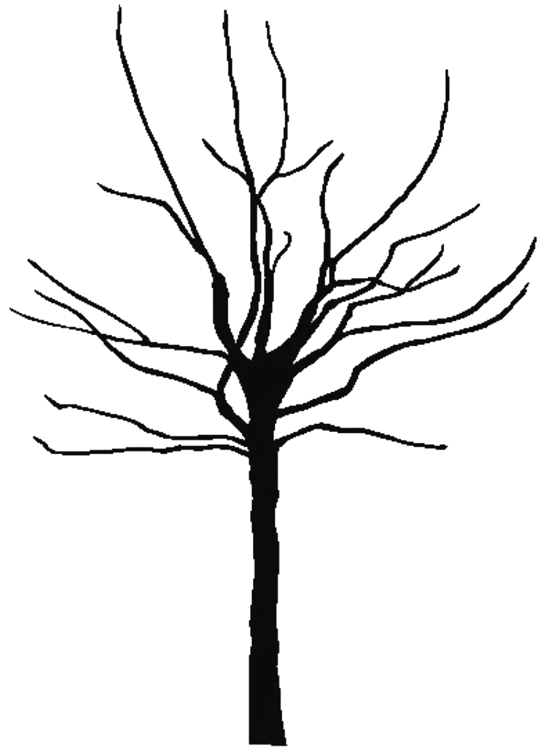 1080x1488 Oak Tree Outline Coloring Page Printable Pages Click The Family
