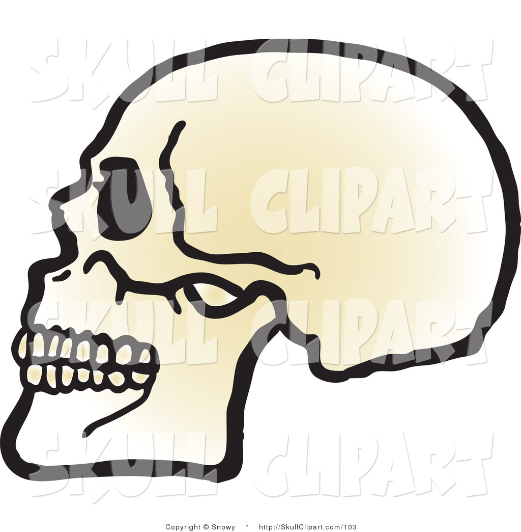 1024x1044 Vector Clip Art Of A Profiled Human Skull With Teeth Facing Left