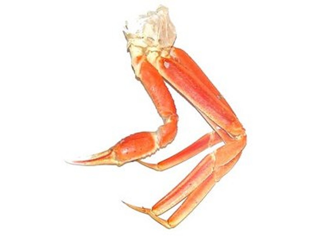 1024x768 Free Crab Leg Clipart Pictures