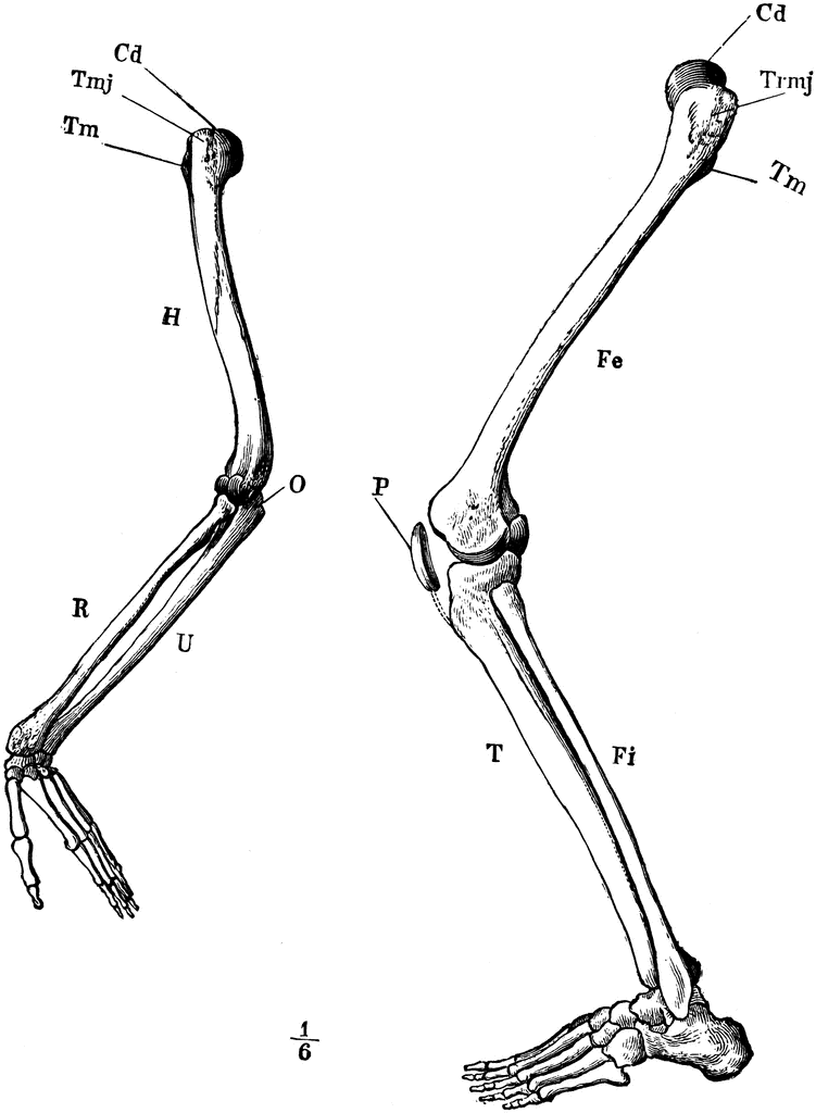 751x1024 Legs Clipart Arm Leg