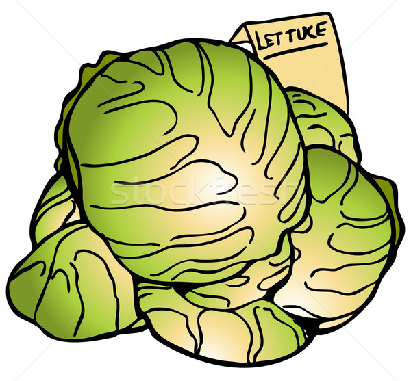 600x557 Lettuce Stock Vectors, Illustrations And Cliparts Stockfresh