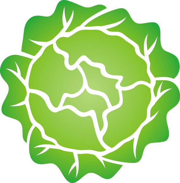 588x598 Head Of Lettuce Clip Art