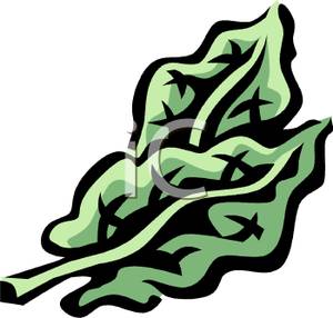 300x286 Green Lettuce Leaves Clipart Image