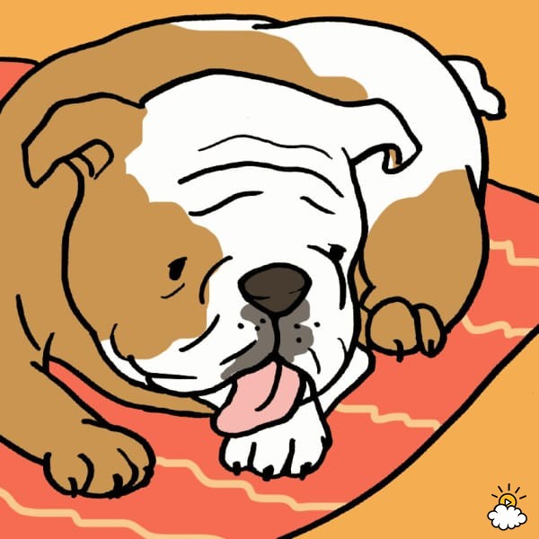 600x600 Why Do Dogs Lick Everything