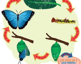 340x270 Kindergarten Science Clipart Clipart Panda