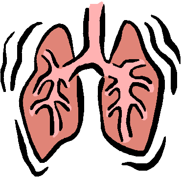 372x364 Organs Clipart Life Science