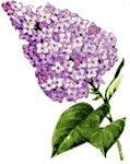 119x150 Lilac Clipart
