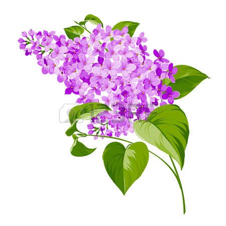 450x450 Top 89 Lilac Flower Clipart