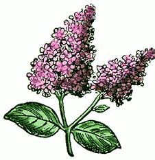 226x233 Top 90 Lilac Flower Clip Art