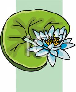 248x300 Art Image A Lotus Flower And Lily Pad