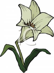 223x300 Easter Lily Clip Art
