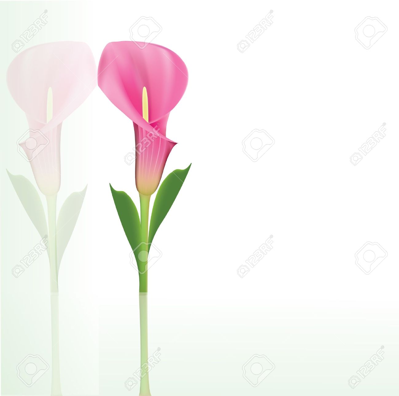 1300x1291 A Beautiful Lily Clip Art Cliparts