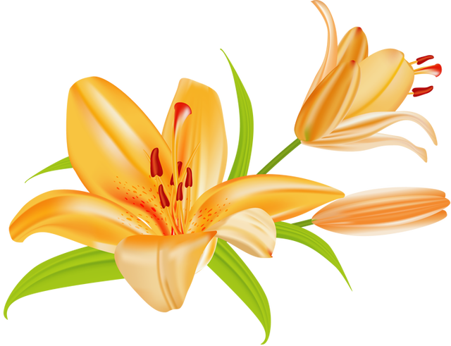 640x491 Lily Image Clip Art Lilies Flowers 3 Image
