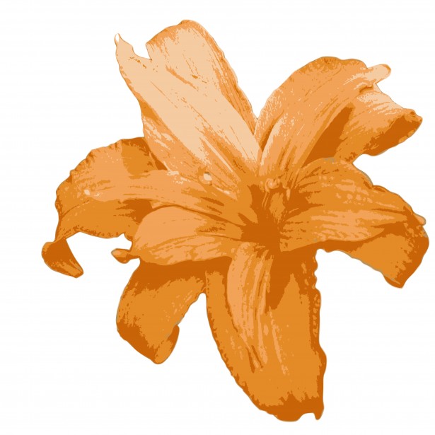 615x615 Orange Lily Flower Clipart Free Stock Photo Public Domain Pictures