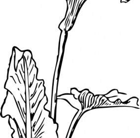 284x280 Bermuda Lily Clip Art Vector Clip Art Free Vector Free Download