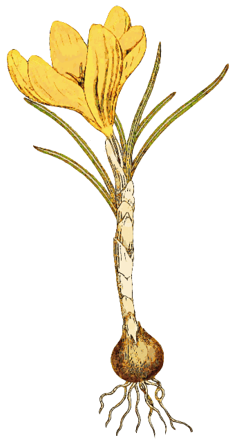 343x640 Free Lily Clipart