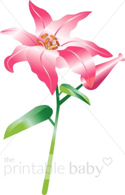 248x388 Lily Flower Clipart Flower Baby Clipart