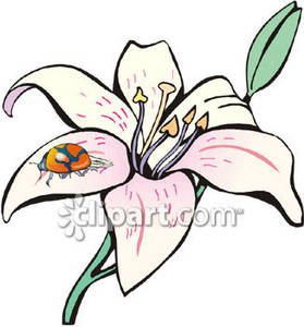 279x300 Free Lily Clip Art