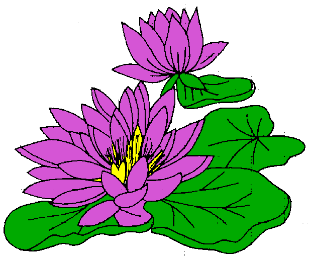 615x509 Lily Clipart Water Lily