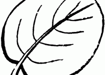 210x150 Clip Art Lily Pad Clip Art