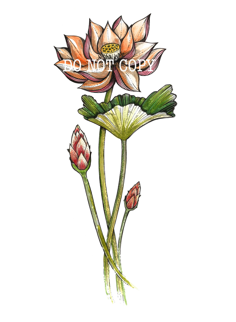 1000x1364 Lily Pad Dino Nemec