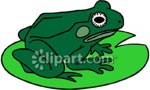 300x180 Frog On A Lily Pad