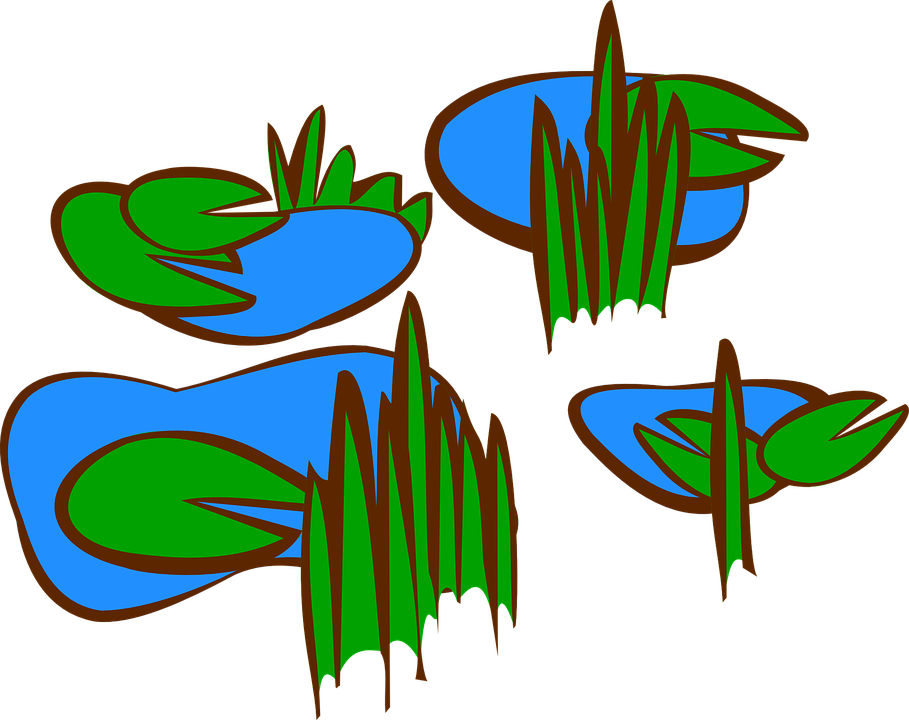 909x720 Lily Pad Clipart Pond Plant