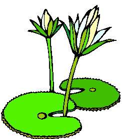 244x279 Lily Pad Flower Clipart 2 Image