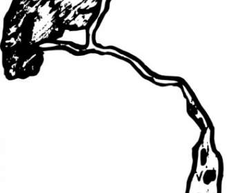 336x280 Tree Outline Clip Art Vector Clip Art Free Vector Free Download