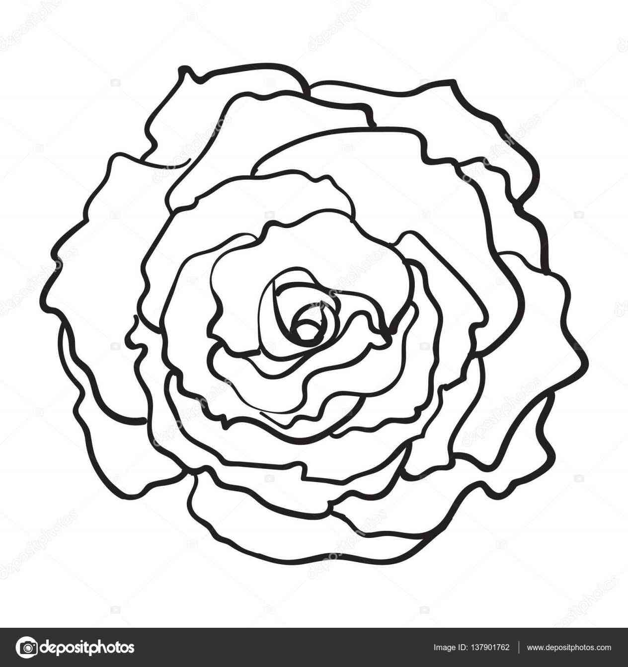 1264x1343 Drawings Ideas Best Open Rose Line Drawing Pencil