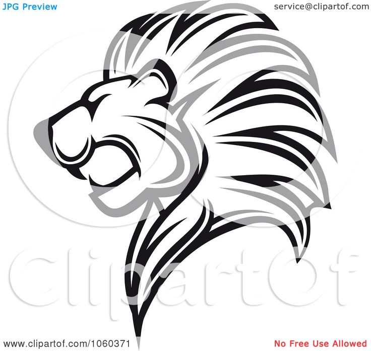 Lion Images Black And White