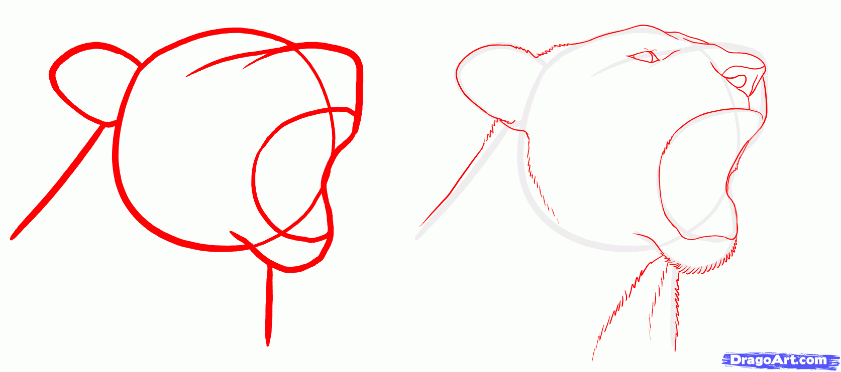 1674x742 Drawn Lion Mouth Open Drawing