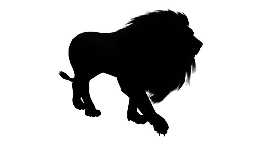 852x480 Roaring Lion Stock Footage Video 5370119 Shutterstock