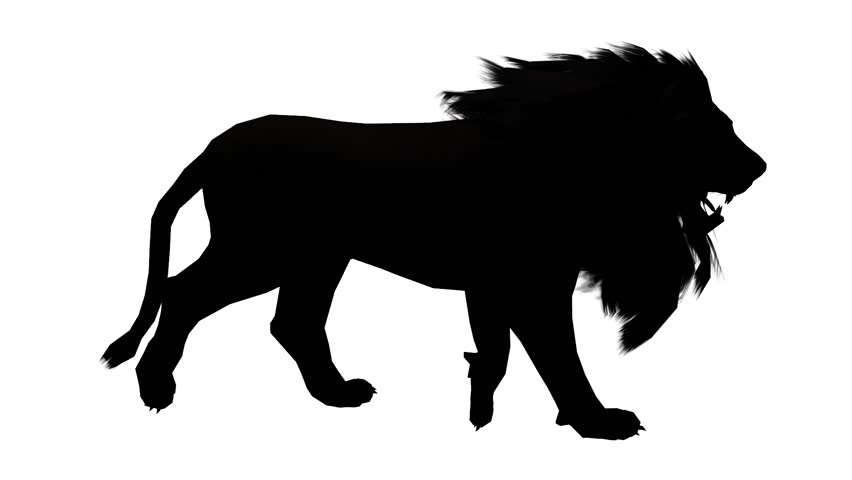 852x480 White Lion Clipart Wild Animal