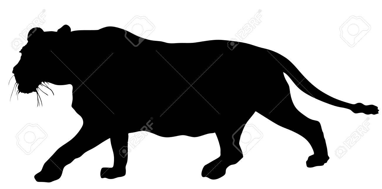 1300x644 Lioness Vector Silhouette Illustration Isolated On White
