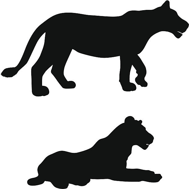 611x612 Lioness Clipart Carnivore
