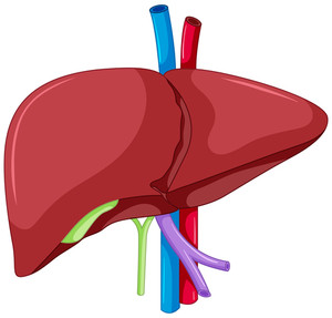 300x287 Close Up Diagram Of Liver Anatomy Illustration Royalty Free Stock