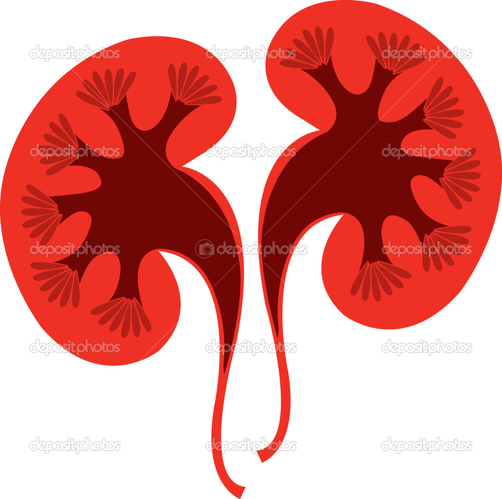 1023x1017 Human Liver Clipart Clipart Panda