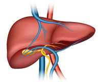 196x160 Human Liver Clipart