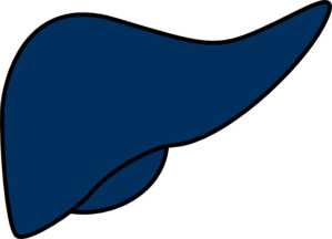 299x216 Liver Clip Art