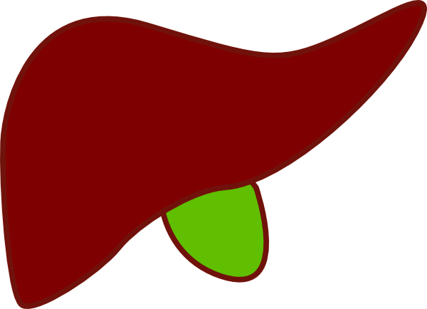 600x434 Liver New Clip Art