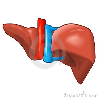 400x400 Liver Clipart