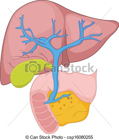 401x470 Organs Clipart Human Liver