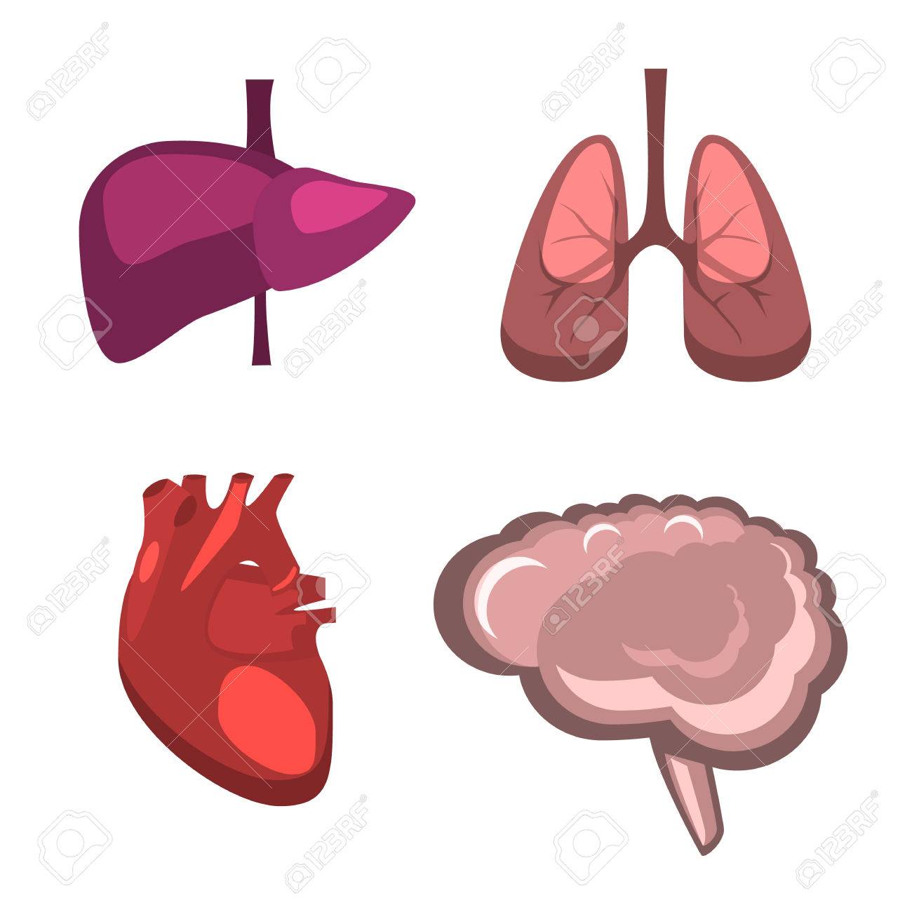 1300x1300 Human Internal Organs Vector Flat Liver, Brain, Lungs, Heart