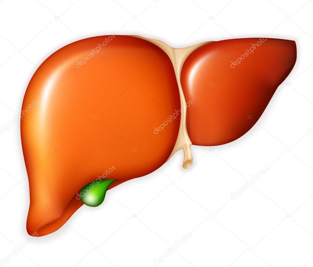 1023x872 Human Liver, Vector Stock Vector Natis76