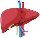 170x162 Liver Anatomy Clip Art