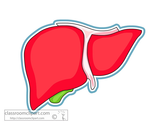 550x433 Liver Clipart