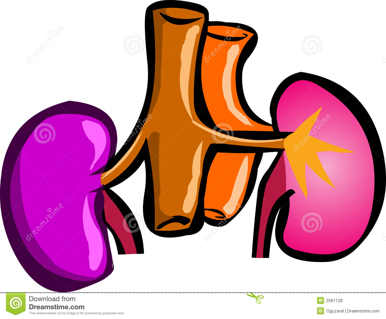 1300x1075 Moving Clipart Kidney